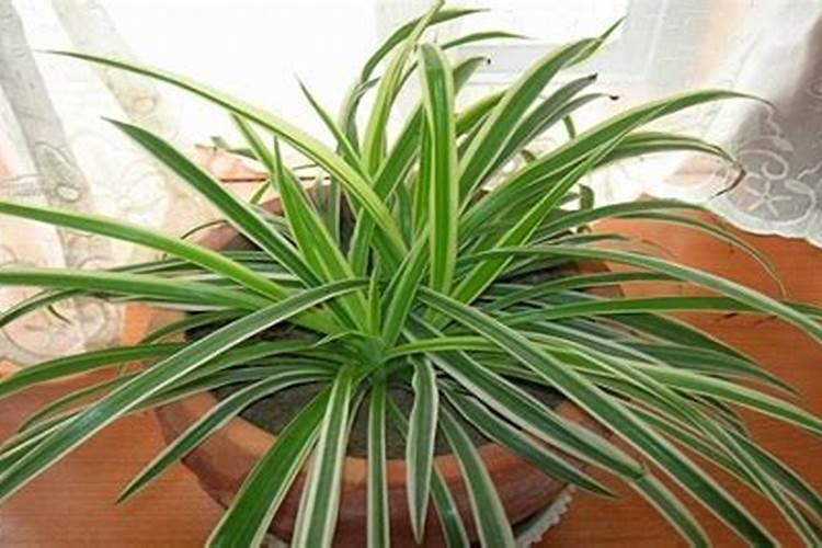 冬天能不能种植吊兰