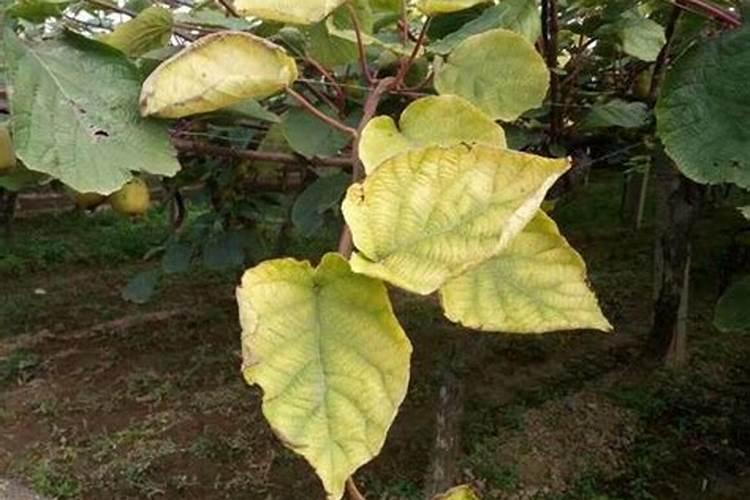 种植猕猴桃需要什么微量元素,哪些营养要补充