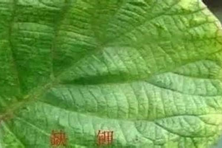 猕猴桃缺硫时有哪些症状？