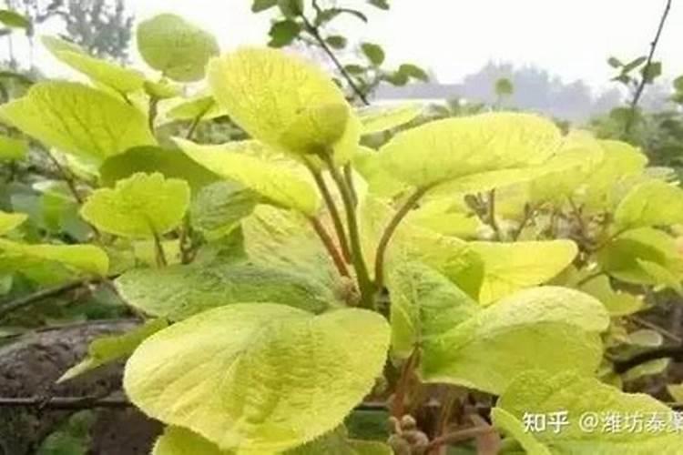 猕猴桃用螯合铁灌根用量