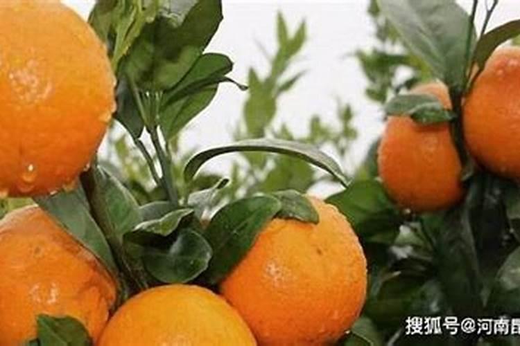 柑橘7月施什么肥