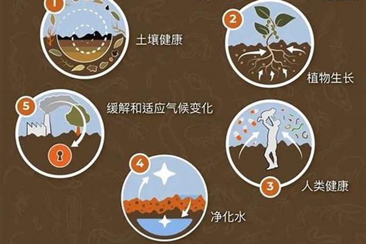 黑色颗粒有机肥怎么用