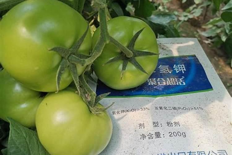 金边吊兰可以水养吗(水培金边吊兰养护要点)