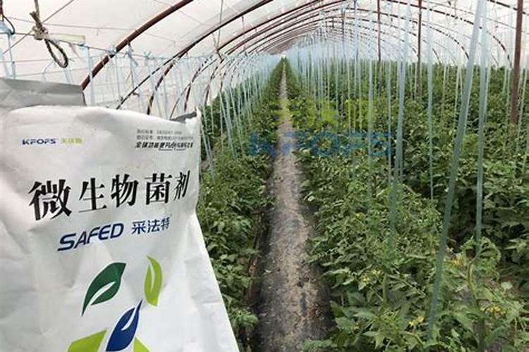 芹菜用碳酸氢铵追肥好不好(芹菜喷施用什么肥料长得快)