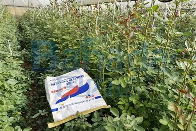 果树雨水过多能不能施水溶肥？