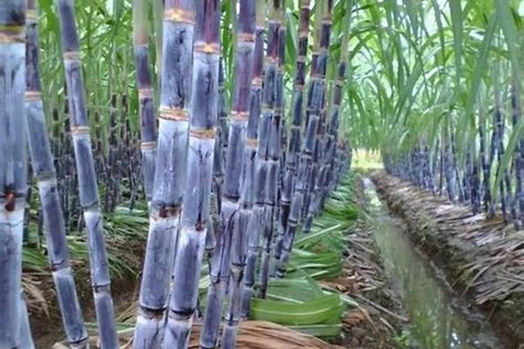 种植甘蔗可以用什么肥料？