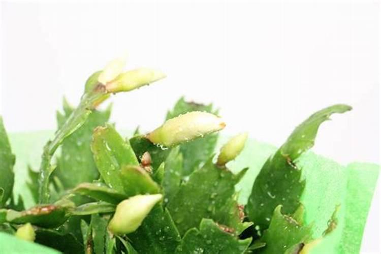 蟹爪兰怎么养才旺盛