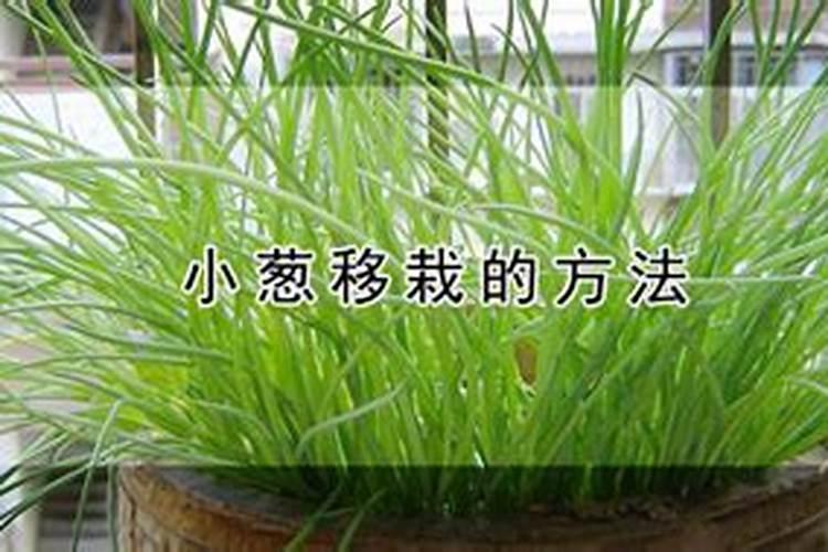 种植葱后想要施肥的话,施什么肥料好呢？