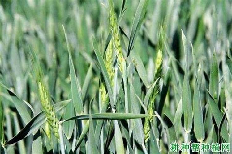 麦子各个阶段施什么肥料好 施肥注意事项