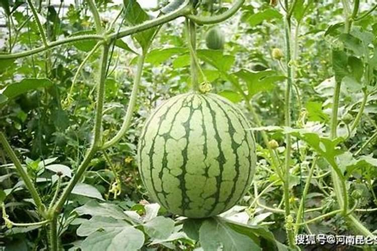 西瓜的膨瓜肥要怎样施用？