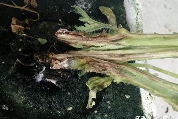 辣椒青枯病什么症状
