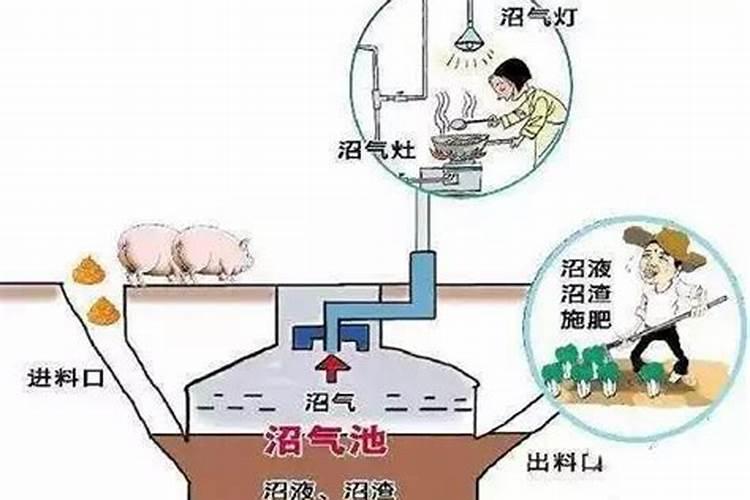 一帆风顺用什么水养