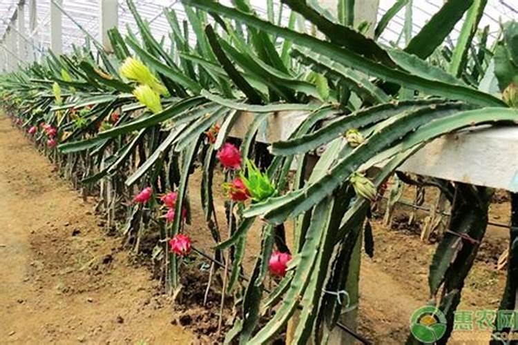 火龙果花苞期如何养护结果