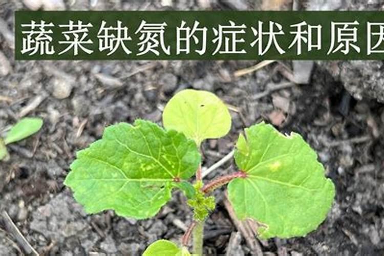 水溶硅肥,液体硅肥的生产企业哪一家最好？