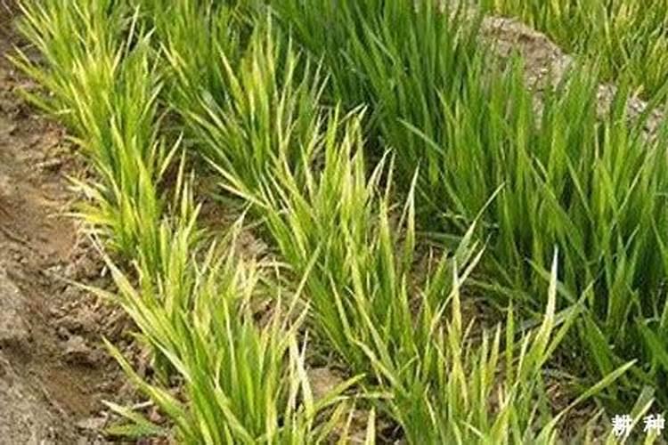 乙酸铜灌根有什么作用