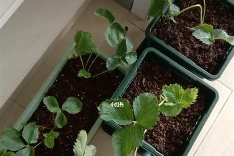 盆栽草莓怎么施肥 盆栽草莓如何施肥
