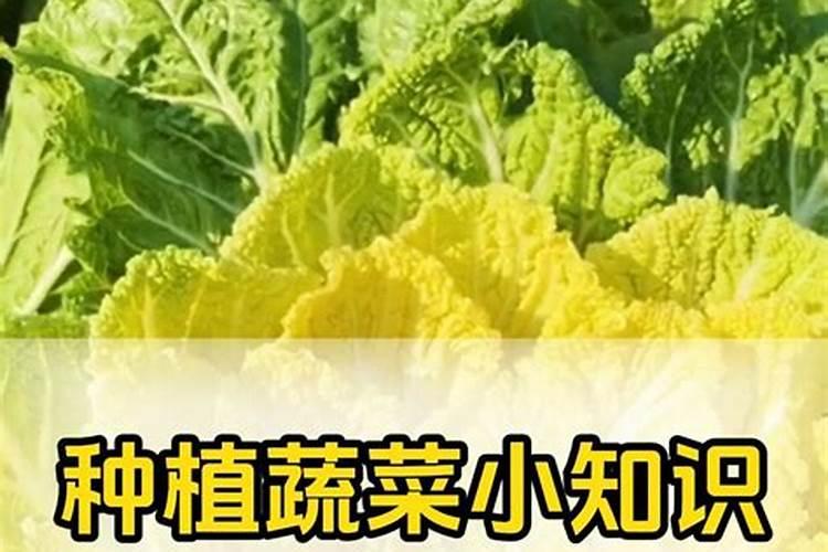 甜瓜怎样快速增甜 增瓜灵什么时候喷合适