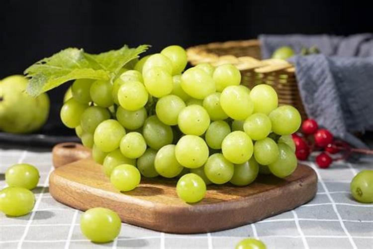 三月阳光玫瑰葡萄苗促进早期发芽!(四)