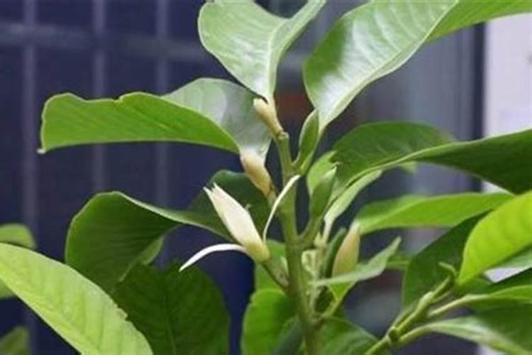 盆栽白兰花怎样换盆和施肥 白兰花喜施什么肥