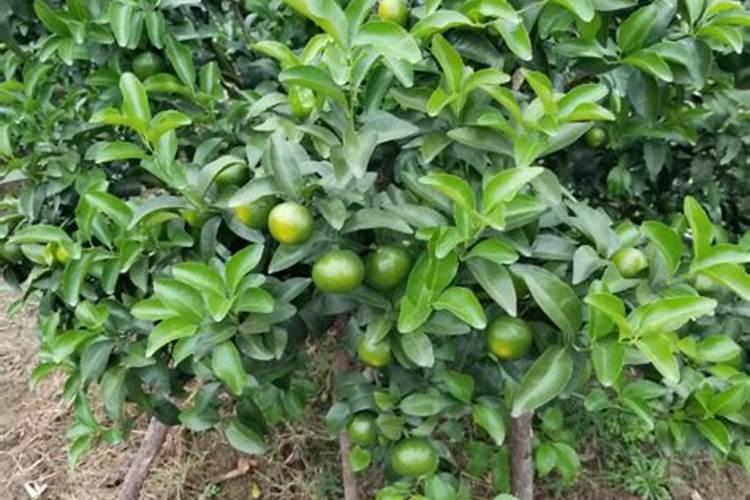 石家庄茶叶批发到哪里