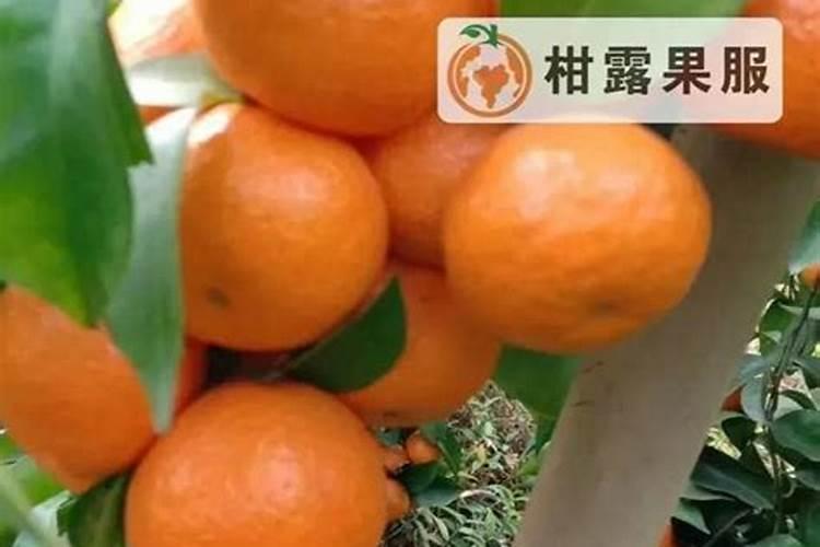 硼肥在柑橘树上的最佳使用时期