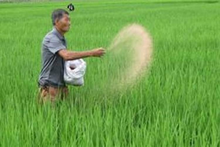 微量元素肥如何叶面施肥