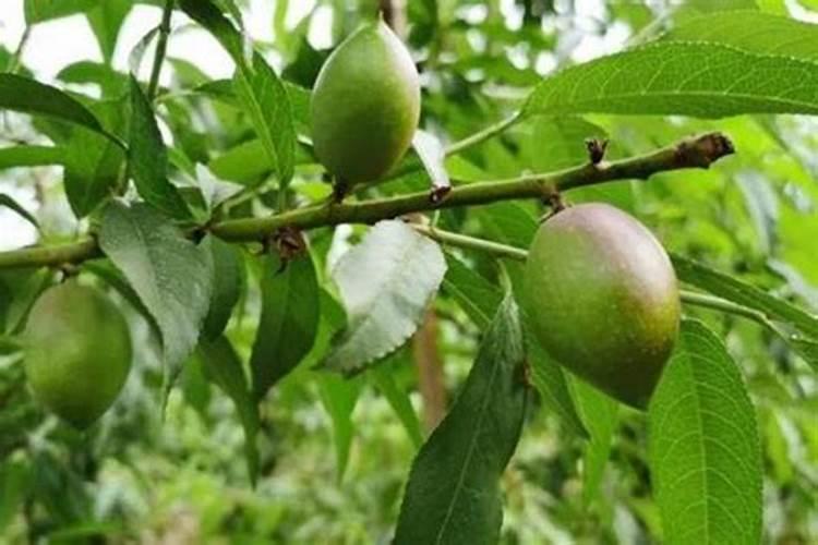 冲施肥在果树使用方法