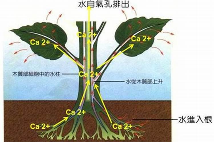 哪种叶面用的钙肥吸收好