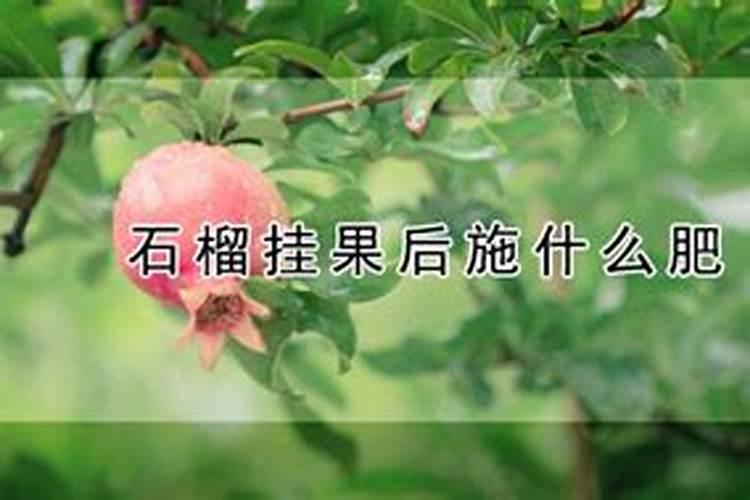 石榴树挂果期间施什么肥