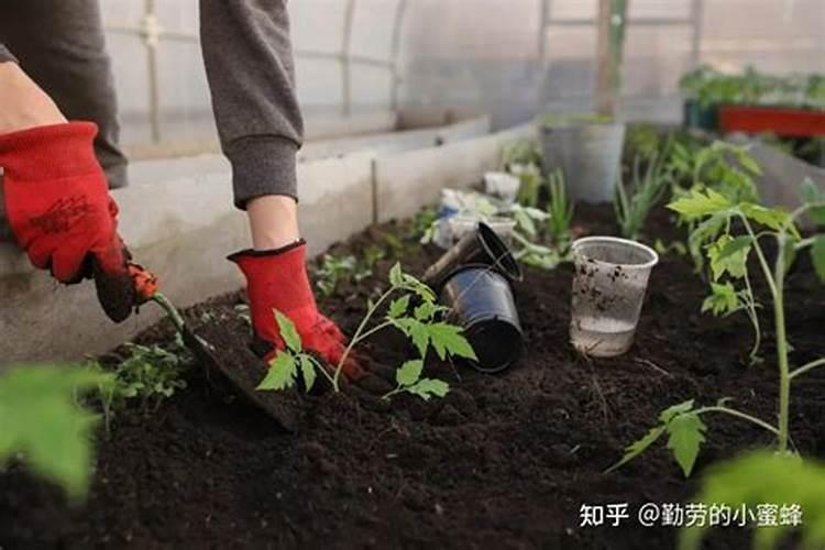 磷肥对果树起什么作用