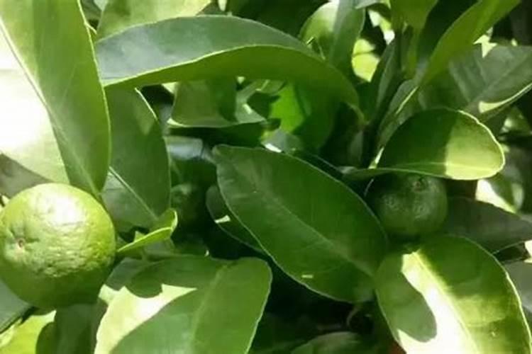 如何用沼液作为叶面肥喷施柑橘？