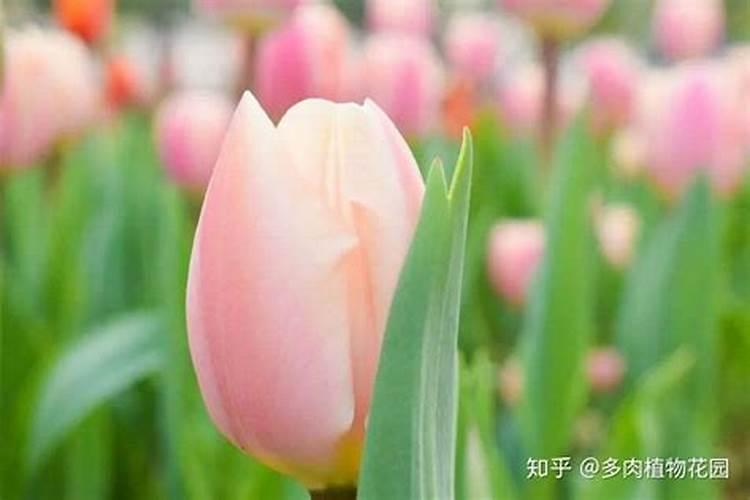 花生喷施硼肥最佳时间 使用注意事项有哪些