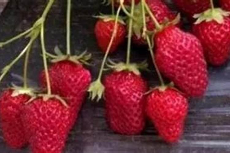 葡萄保花保果用什么药