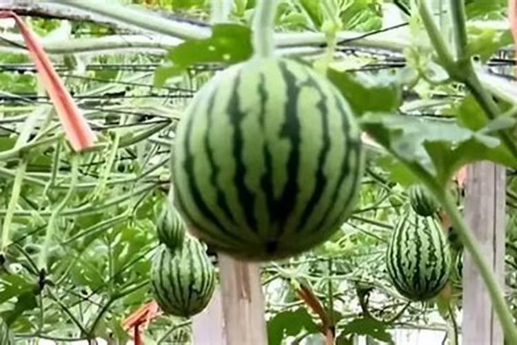 西瓜小苗用什么肥？西瓜坐果率低怎么解决？