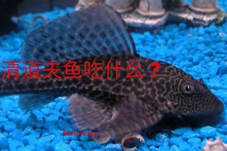 ...鱼有好处吗？、鱼长得快吗？家里的鱼塘,投放这种肥料喂鱼