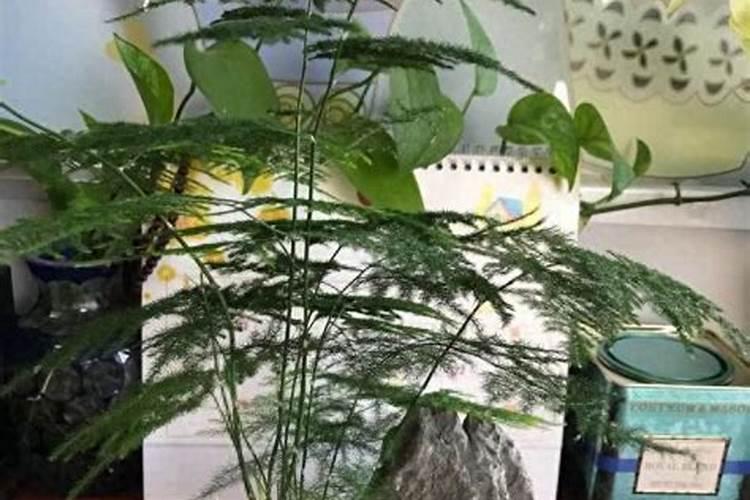 植物枝干挺拔施肥(想要枝干粗壮用什么肥料)