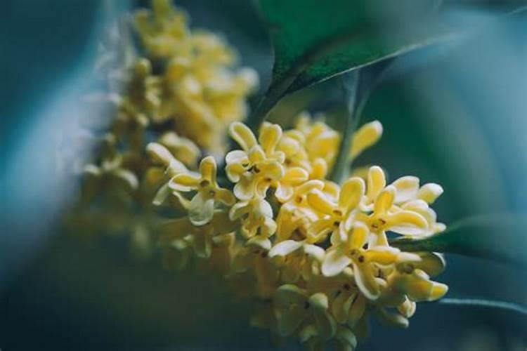 桂花树怎样施肥 桂花树如何施肥