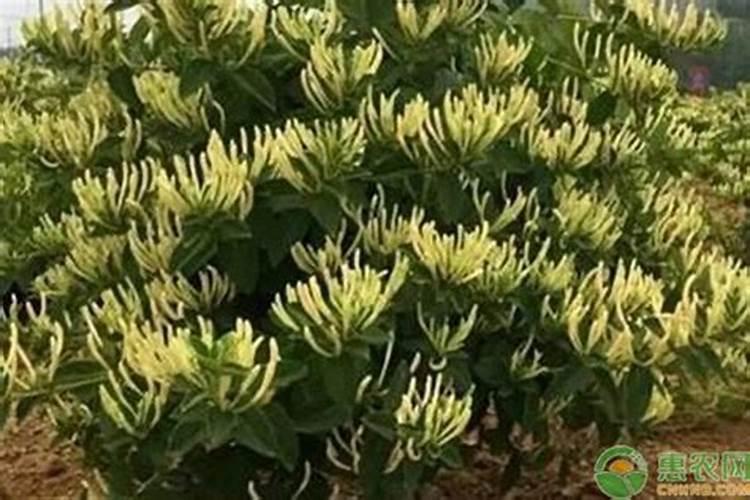 本人现有土地1000亩用于金银花的种植,不知道金银花可以与什么套种？