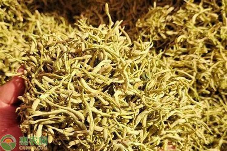 金银花种植技术及土壤要求