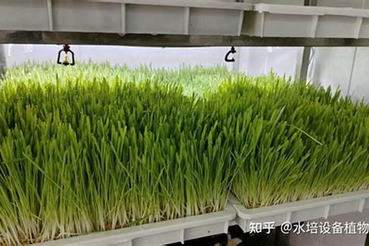 两年沃柑树用什么复合肥好