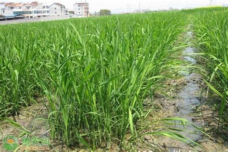 硅肥叶喷有触进茄子木质化功能吗？请专家指教。