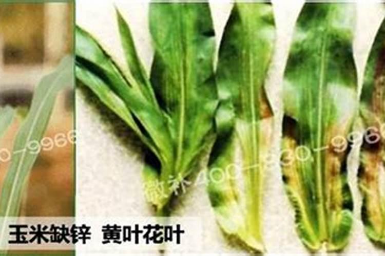 锌肥对玉米的作用