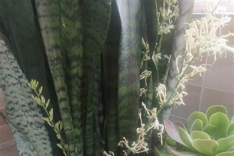 虎皮兰怎样施肥才能长得好