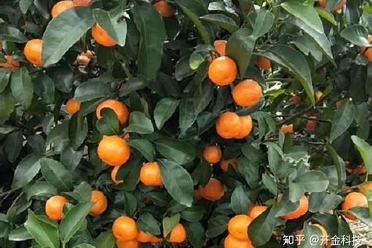 柑橘施肥时间和用量 柑橘施肥时间和用量是什么