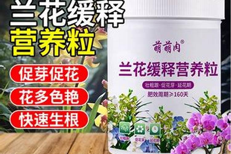 好康多哪个型号养兰花好