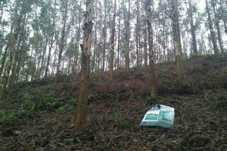 种植杨桃如何施肥,施肥时间,水分管理