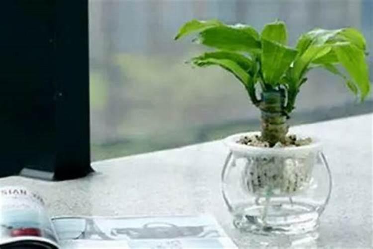 水培巴西木用什么肥料