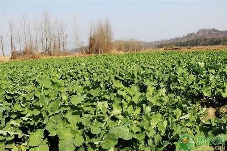油菜种下去多久追肥最好