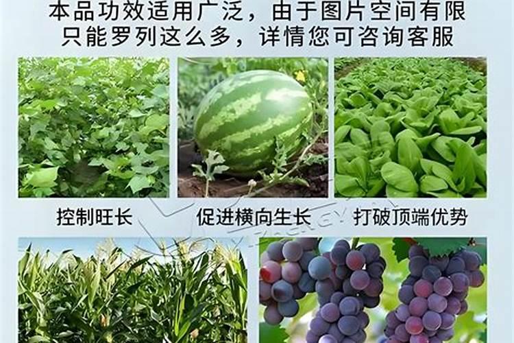 多效唑药害怎么解