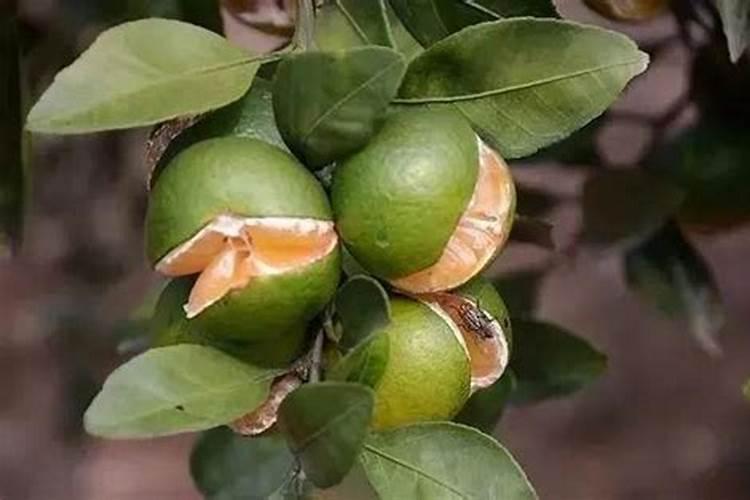 磷肥适合什么花卉